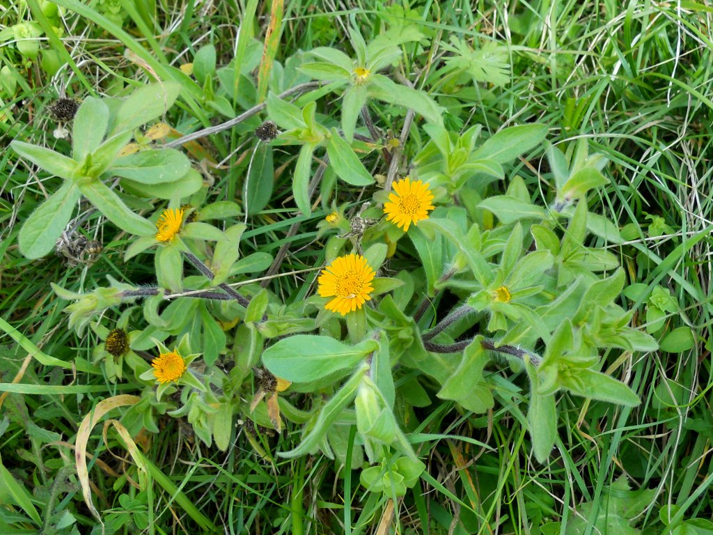 Asteracea 2 - Pallenis spinosa